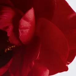 SCHENKT FARBE - NÄHRT - POLSTERT AUF