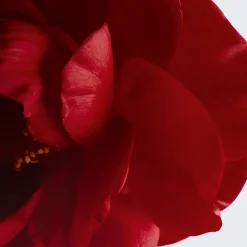 VERLEIHT LEUCHTKRAFT - SPENDET FEUCHTIGKEIT - SCHÜTZT